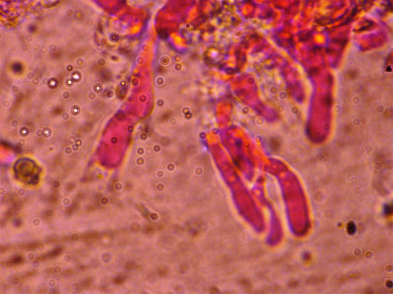 Crosta da determinare (Peniophora incarnata)